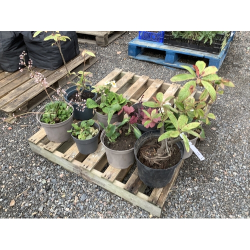 112 - An assortment of plants and shrubs
