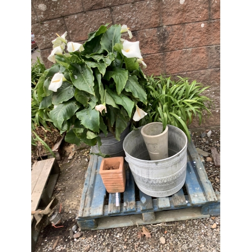 116 - A large potted Arum Lily, a pot of Agapanthus and three planters