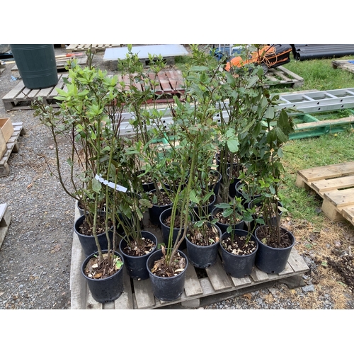 93 - Twenty one Bay shrubs
