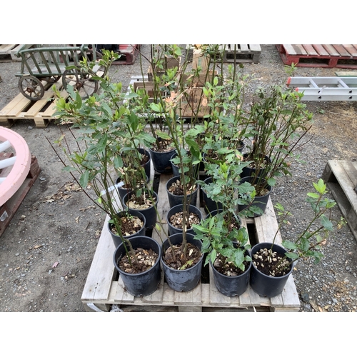 94 - Twenty Bay shrubs