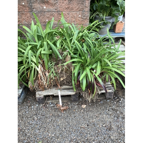 122 - A quantity of Agapanthus