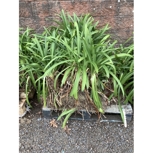 123 - A quantity of Agapanthus