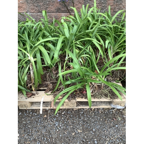 124 - A quantity of Agapanthus