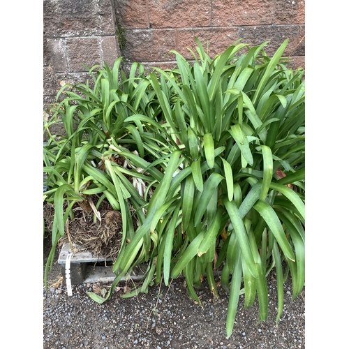125 - A quantity of Agapanthus