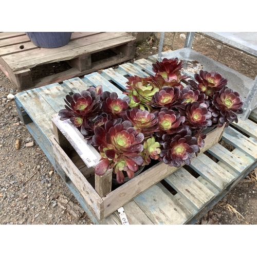 130 - A tray (six) of Aonium plants (Black Rose)