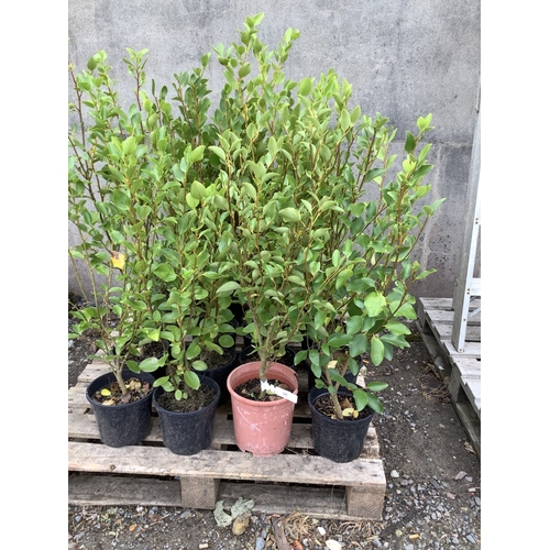 Lot 148       
