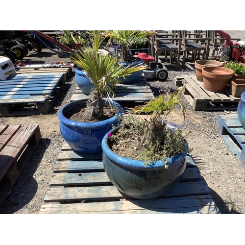 Lot 54        