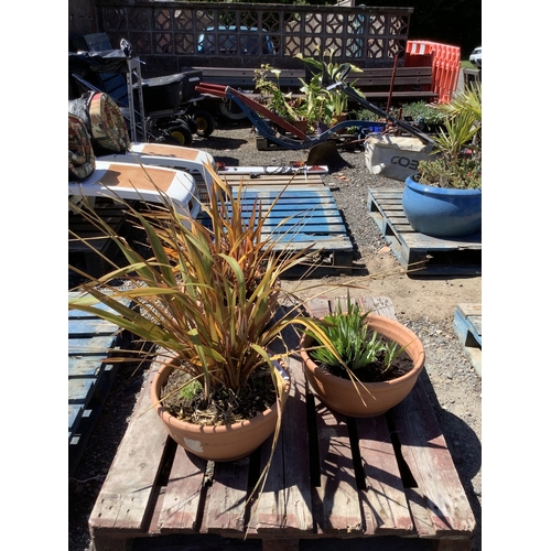Lot 55        
