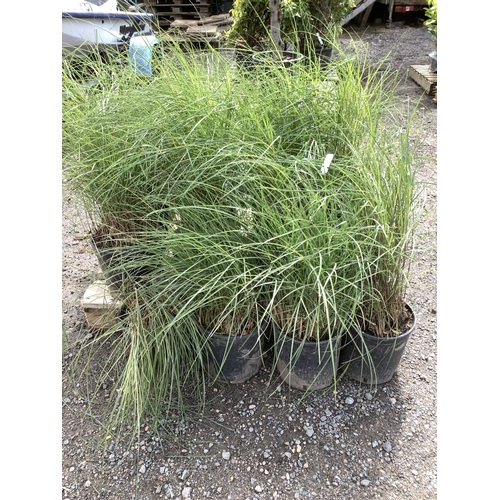 48 - Several pots of ornamental grasses