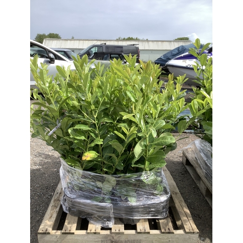 54 - Twenty mature Laurel hedging shrubs