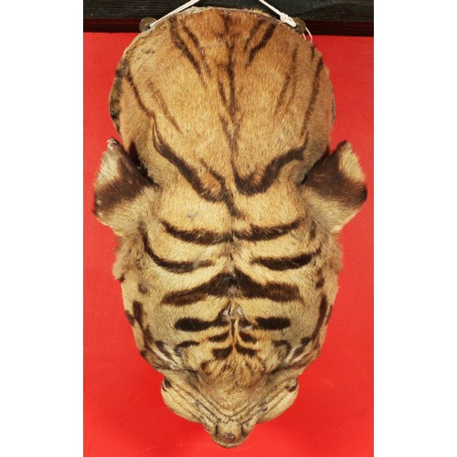 5 - Taxidermy Tiger Head originally from Keddleston Hall in Derbyshire, sold by Neales Auctioneers in 20... 