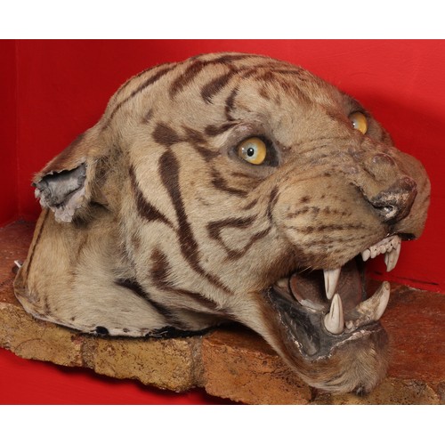 5 - Taxidermy Tiger Head originally from Keddleston Hall in Derbyshire, sold by Neales Auctioneers in 20... 