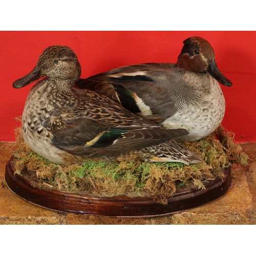 28 - Taxidermy Pair of Teal Ducks - Open Mounted.31624