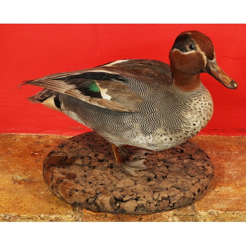 29 - Taxidermy Teal Duck - Open Mounted.31625