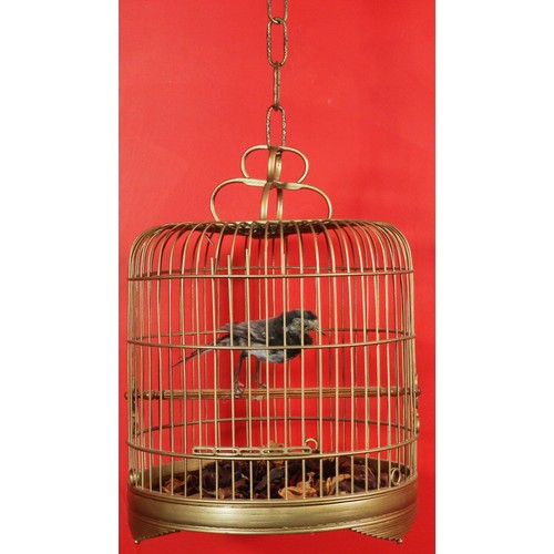 30 - Taxidermy Small Bird in Cage.31626