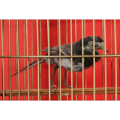 30 - Taxidermy Small Bird in Cage.31626