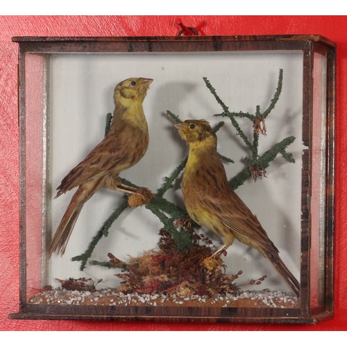 43 - Victorian Cased Pair of Birds.Approximately 9 inches (22.9 cm) Wide, 8 inches (20.3 cm) High.31639... 