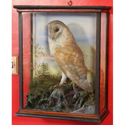 46 - Cased Owl in very nice condition.Approximately 15.5 inches (39.4 cm) Wide, 19 inches (48.3 cm) High.... 