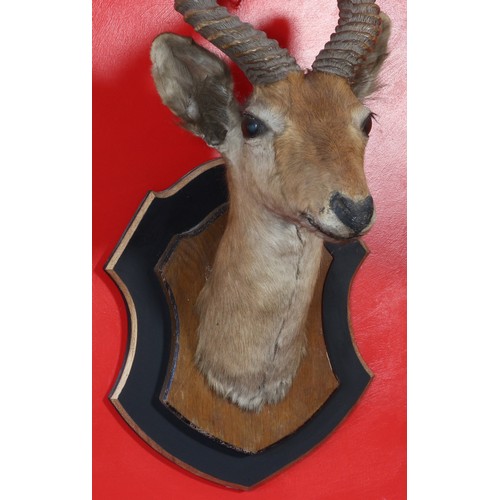 57 - Taxidermy Animal Head mounted on oak shield, mounted again on an extra (modern) painted shield.31653... 