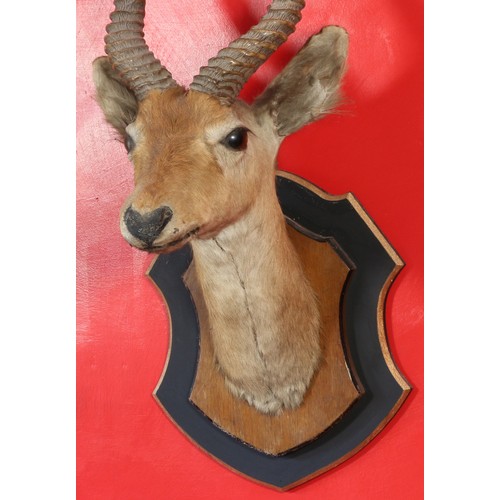 57 - Taxidermy Animal Head mounted on oak shield, mounted again on an extra (modern) painted shield.31653... 