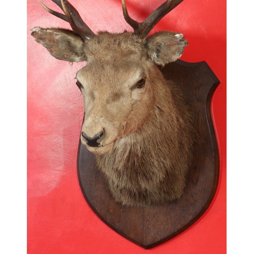 58 - Taxidermy Stags Head mounted on oak shield.31654