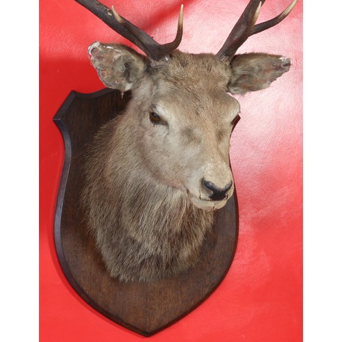 58 - Taxidermy Stags Head mounted on oak shield.31654