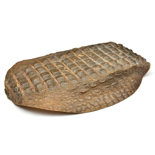 197 - A large shield made from crocodile skin. Possibly Sudanese c.1900, 68 x 53cms fitted with a pair of ... 