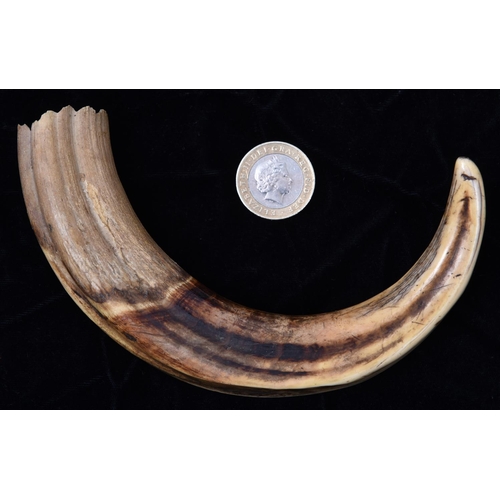 9 - A 19th Century possibly Warthog or wild boar's tusk. Length approx 280mm. VGC, minor age wear. £50-7... 