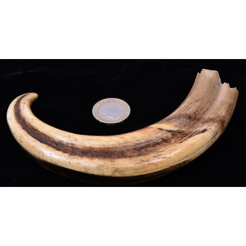 9 - A 19th Century possibly Warthog or wild boar's tusk. Length approx 280mm. VGC, minor age wear. £50-7... 