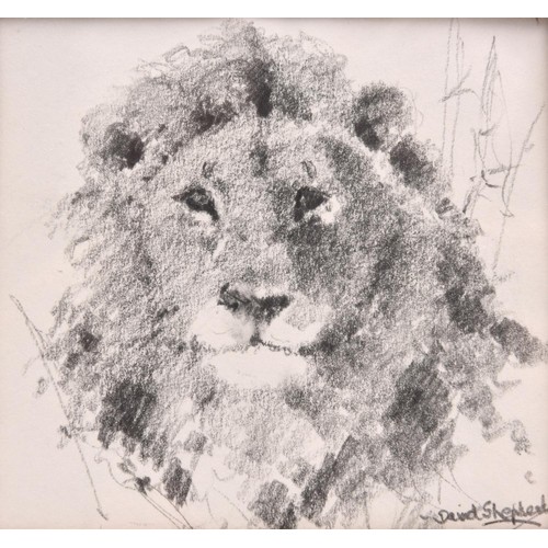 30 - An original David Shepherd pencil sketch on paper of a lion's face directly face on. Signed in the l... 