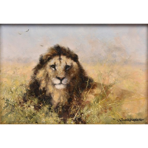 31 - An original David Shepherd oil on canvas. Showing a lion at rest, facing forward in amongst scrub. S... 