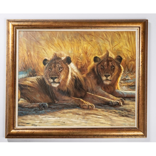 41 - An oil painting on canvas of two resting lions. Signed to bottom left, Liu Qiang 2001. Overall dimen... 