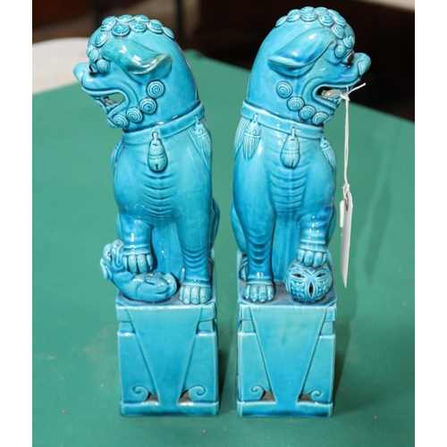 383 - An impressive pair of  large blue glazed Chinese dogs of Foo. male and female, 