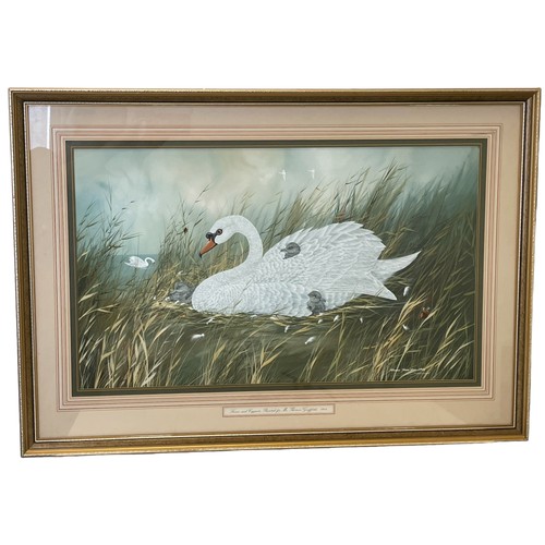 189 - Michael James Yule - Beautiful Framed Watercolour 'Mute Swans & Cygnets', Signed Michael James Yule ... 