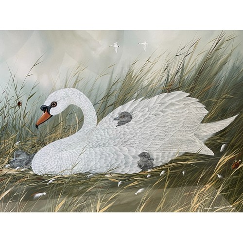 189 - Michael James Yule - Beautiful Framed Watercolour 'Mute Swans & Cygnets', Signed Michael James Yule ... 