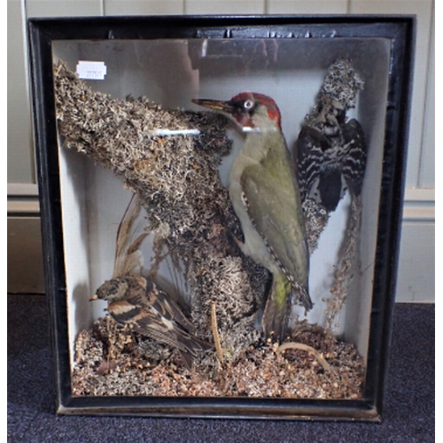 57 - A TAXIDERMY GREEN WOODPECKER with two Lesser Spotted Woodpeckers, cased, with wall bracket