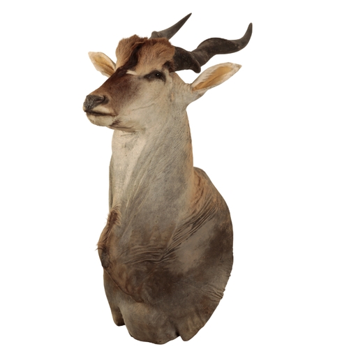 158 - A LARGE TAXIDERMY ELAND HEAD designed to be wall mounted, it measures 140cm from the bottom of the c... 