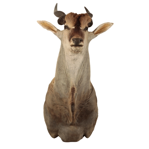 158 - A LARGE TAXIDERMY ELAND HEAD designed to be wall mounted, it measures 140cm from the bottom of the c... 