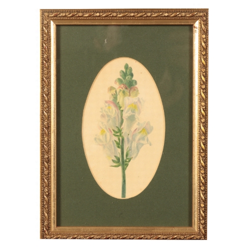 305 - ENGLISH SCHOOL, 19TH CENTURY A botanical study watercolour, 27cm x 22cm; together with a quantity of... 