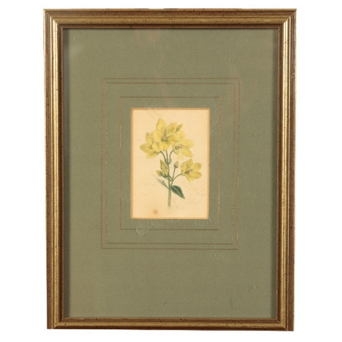 305 - ENGLISH SCHOOL, 19TH CENTURY A botanical study watercolour, 27cm x 22cm; together with a quantity of... 