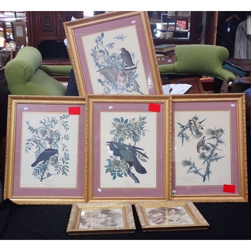 532 - BIRD PRINTS AFTER AUDUBON (4) with two other prints, 71 x 55 cms