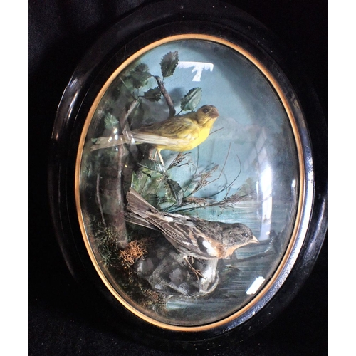 15 - A FRAMED BIRD TAXIDERMY BY JAMES ROWE, BARNSTAPLE a canary and a bramblefinch, in oval frame, labell... 