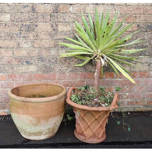 8 - A LATTICEWORK PATTERN TERRACOTTA GARDEN POT with rope-twist handles 44cm diam (planted with a cordyl... 