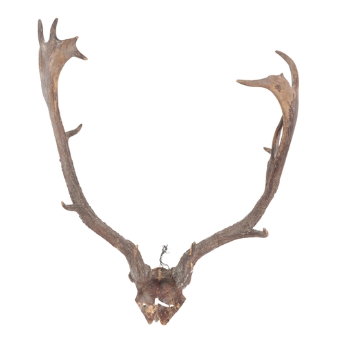 409 - A GROUP OF THREE ANTLERS including a pair mounted on a wooden shield back, 56cm wide, two unmounted ... 