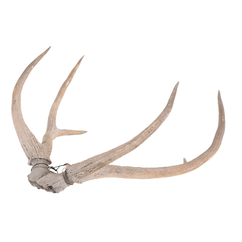 409 - A GROUP OF THREE ANTLERS including a pair mounted on a wooden shield back, 56cm wide, two unmounted ... 