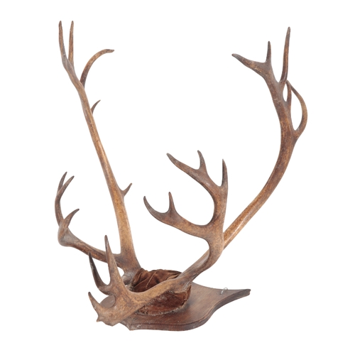 409 - A GROUP OF THREE ANTLERS including a pair mounted on a wooden shield back, 56cm wide, two unmounted ... 