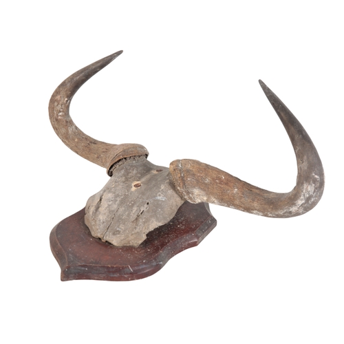 409 - A GROUP OF THREE ANTLERS including a pair mounted on a wooden shield back, 56cm wide, two unmounted ... 