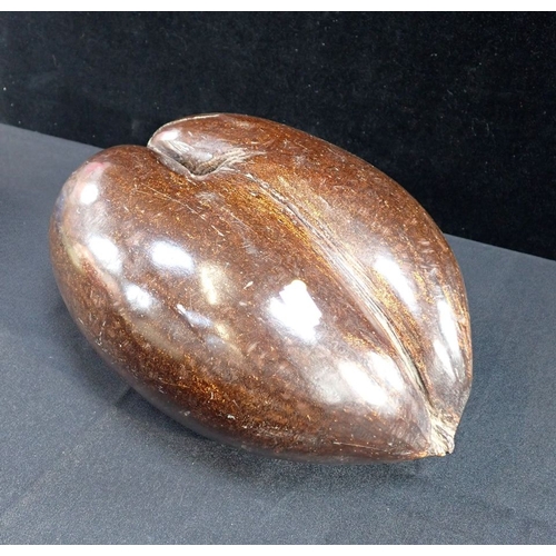 292 - A COCO DE MER SEED POD approx 33cm max. (damaged)