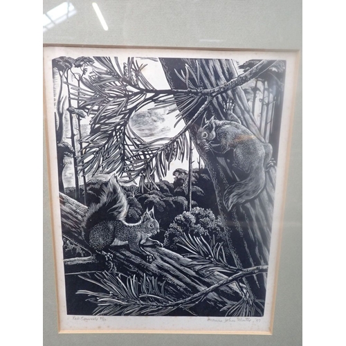 729 - FRANCIS JOHN WINTER 1901 - 96: 'RED SQUIRRELS' 1967, wood engraving 28/50 (foxed to margins)