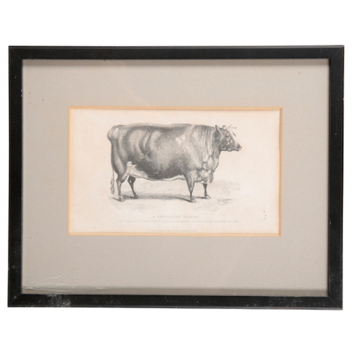 218 - A SERIES OF SIX 19TH CENTURY ENGRAVINGS OF CATTLE published Joseph Rogerson, London, 12cm x 20cm (6)